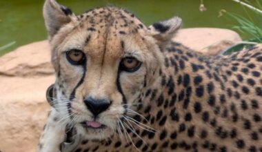 NASCAR Drivers Meet Their Match: A Cheetah