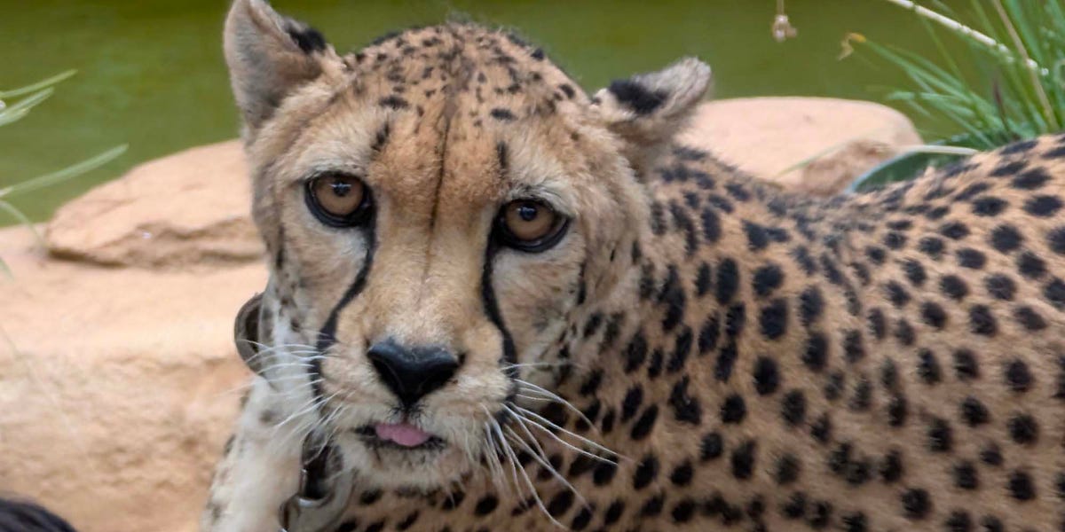 NASCAR Drivers Meet Their Match: A Cheetah