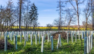 Q&A: The current state of ‘carbon dioxide removal’ around the world