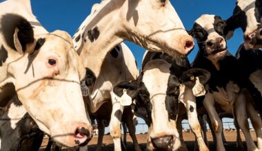 The U.S. dairy industry wants more access to the Canadian market. Here’s why, explained in five charts