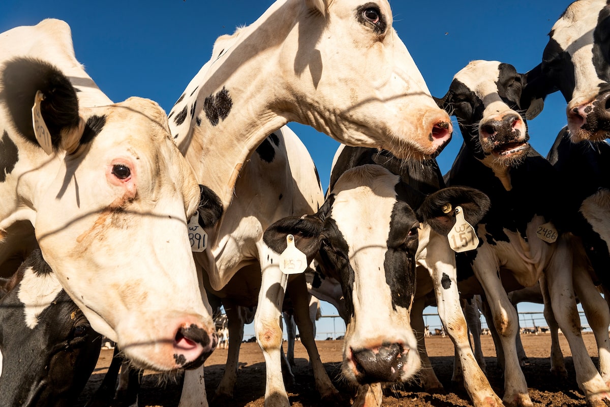 The U.S. dairy industry wants more access to the Canadian market. Here’s why, explained in five charts