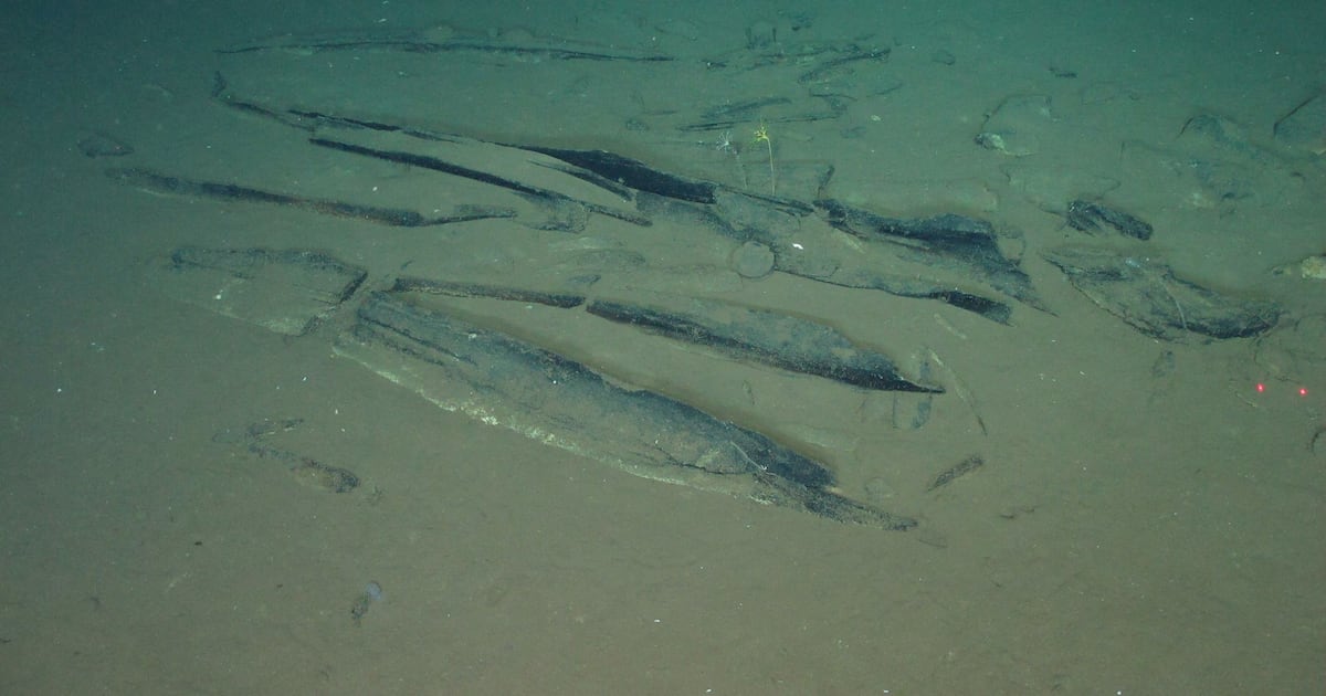 A submersible ride revealed a vast whale graveyard. And it holds more than just bones - CTV News