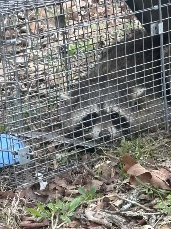 A raccoon lying down in a cage.