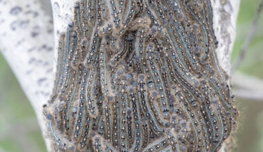 Tent caterpillars embrace the season in Edmonton area before morphing to moths