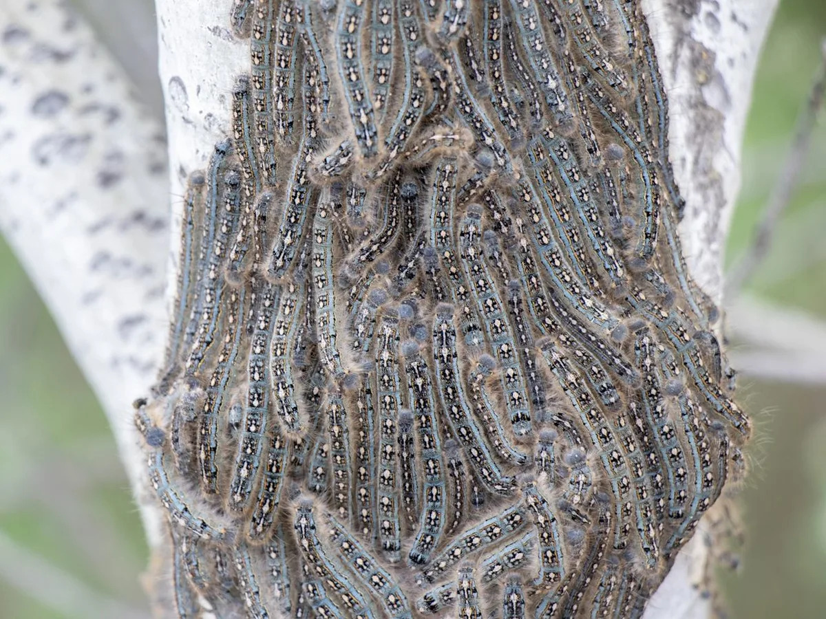 Tent caterpillars embrace the season in Edmonton area before morphing to moths