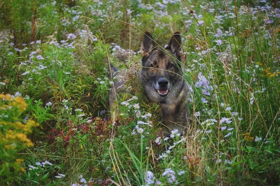 Chantelle Winstanley's dog, Hilde, has Lyme and anaplasmosis, which has impacted the 10-year-old canine's mobility.