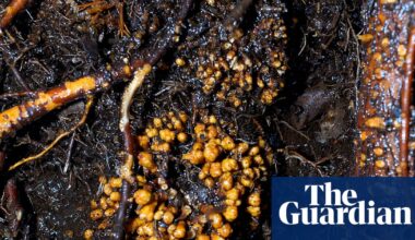 Subterranean fungi networks more than 100 quadrillion km in length, study finds | Fungi