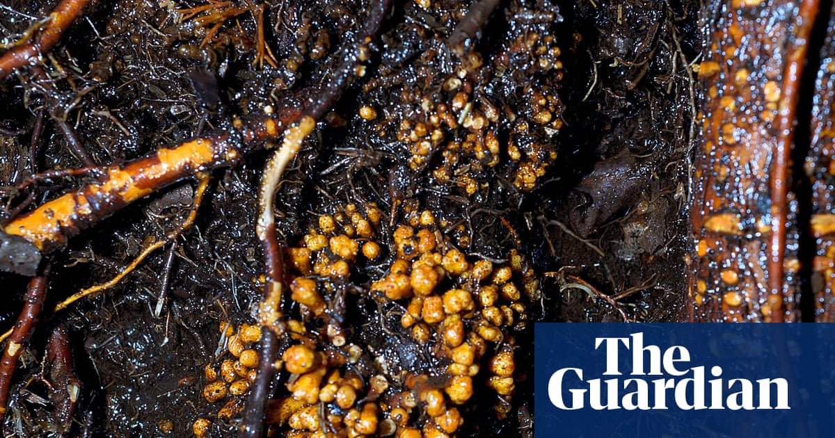 Subterranean fungi networks more than 100 quadrillion km in length, study finds | Fungi