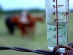 A clear rain gauge wired to a rusty pasture fence holds about a quarter-inch of water, with cattle grazing out of focus in the field behind it. Photo: file