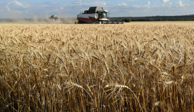 U.S. winter wheat crop shrinks, Black Sea crop nears record levels