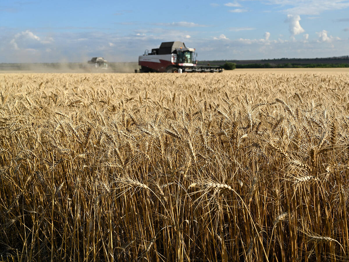 U.S. winter wheat crop shrinks, Black Sea crop nears record levels