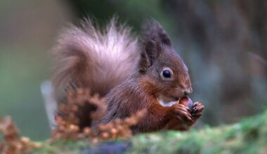 Red squirrel sickness reports under investigation