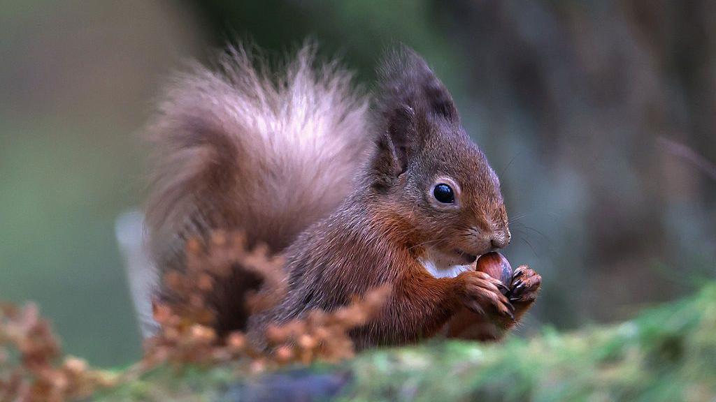 Red squirrel sickness reports under investigation