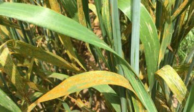 Stripe rust returns to Ontario wheat, now adapting to heat