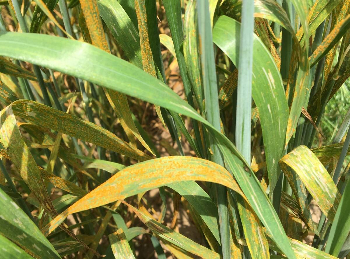 Stripe rust returns to Ontario wheat, now adapting to heat