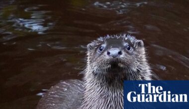 ‘Emotional and horrific’: volunteers ‘live’ as Somerset animals to study wildlife risks | Wildlife
