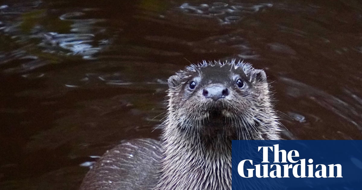 ‘Emotional and horrific’: volunteers ‘live’ as Somerset animals to study wildlife risks | Wildlife