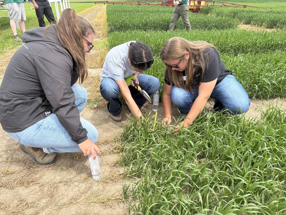 Wheat Wednesday participants Erica Hamilton, Gabby Johnston and Leah Gallaher measure the distance between plants and plant size to determine crop health. Photo: Sarah McGoldrick