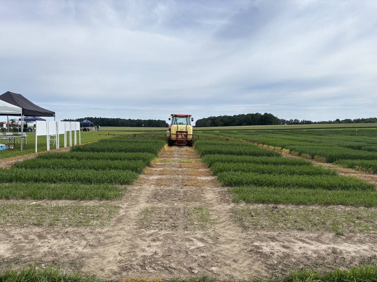 Particpants of Wheat Wednesday at C&M Seeds near Palmerston were able to get a first hand look at the response of various seed varieties to different growing conditions. Photo: Sarah McGoldrick