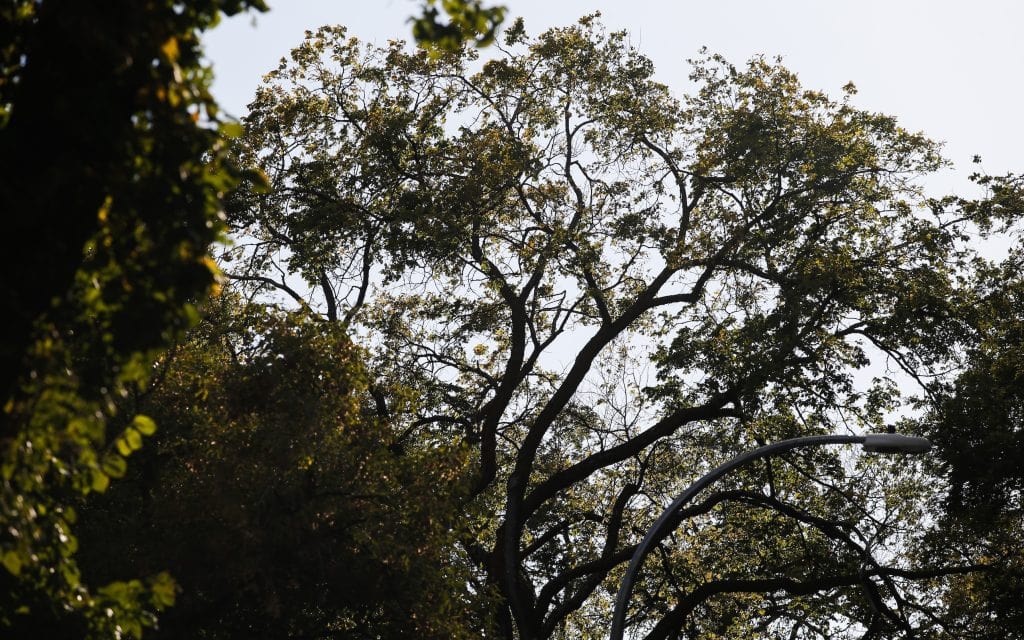 Seen from below, a large tree spreads its canopy out.