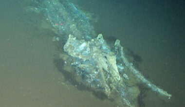 World’s largest, deepest, oldest whale graveyard discovered in Indian Ocean