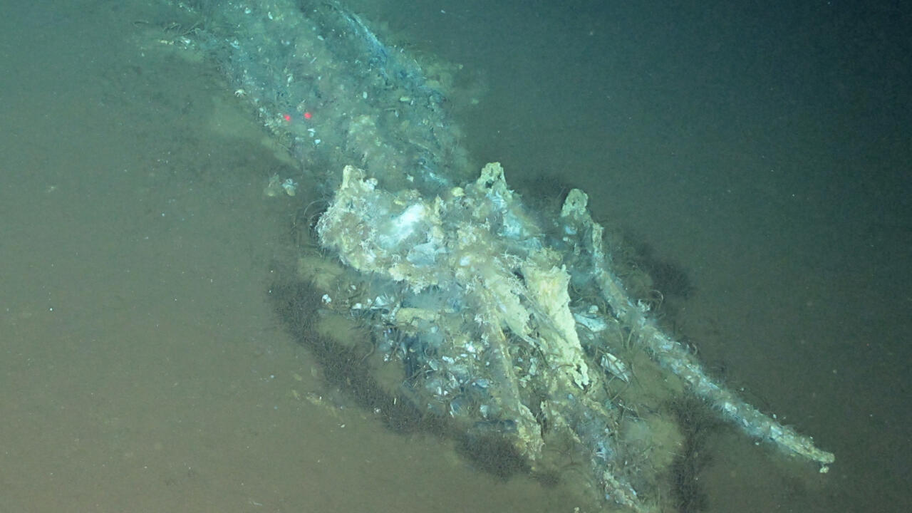 World’s largest, deepest, oldest whale graveyard discovered in Indian Ocean