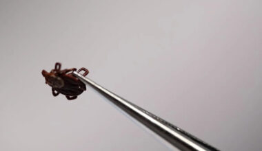 N.S. vet clinics noticing rise in one tick-borne disease