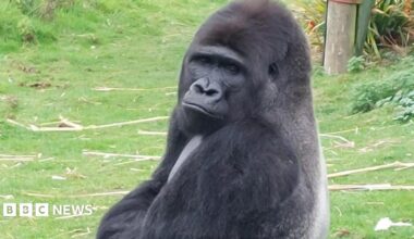 Silverback gorilla Nkoumou pictured at Port Lympne in Kent. The gorilla has grass behind him.