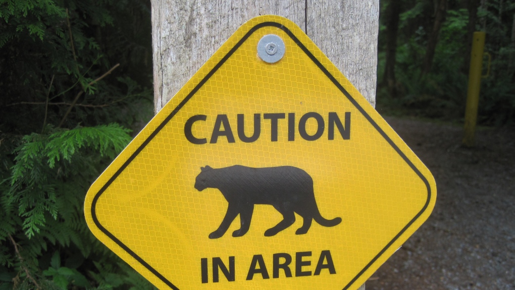 Cougar sighting prompts warning for Dawson Creek park – CJDC-TV