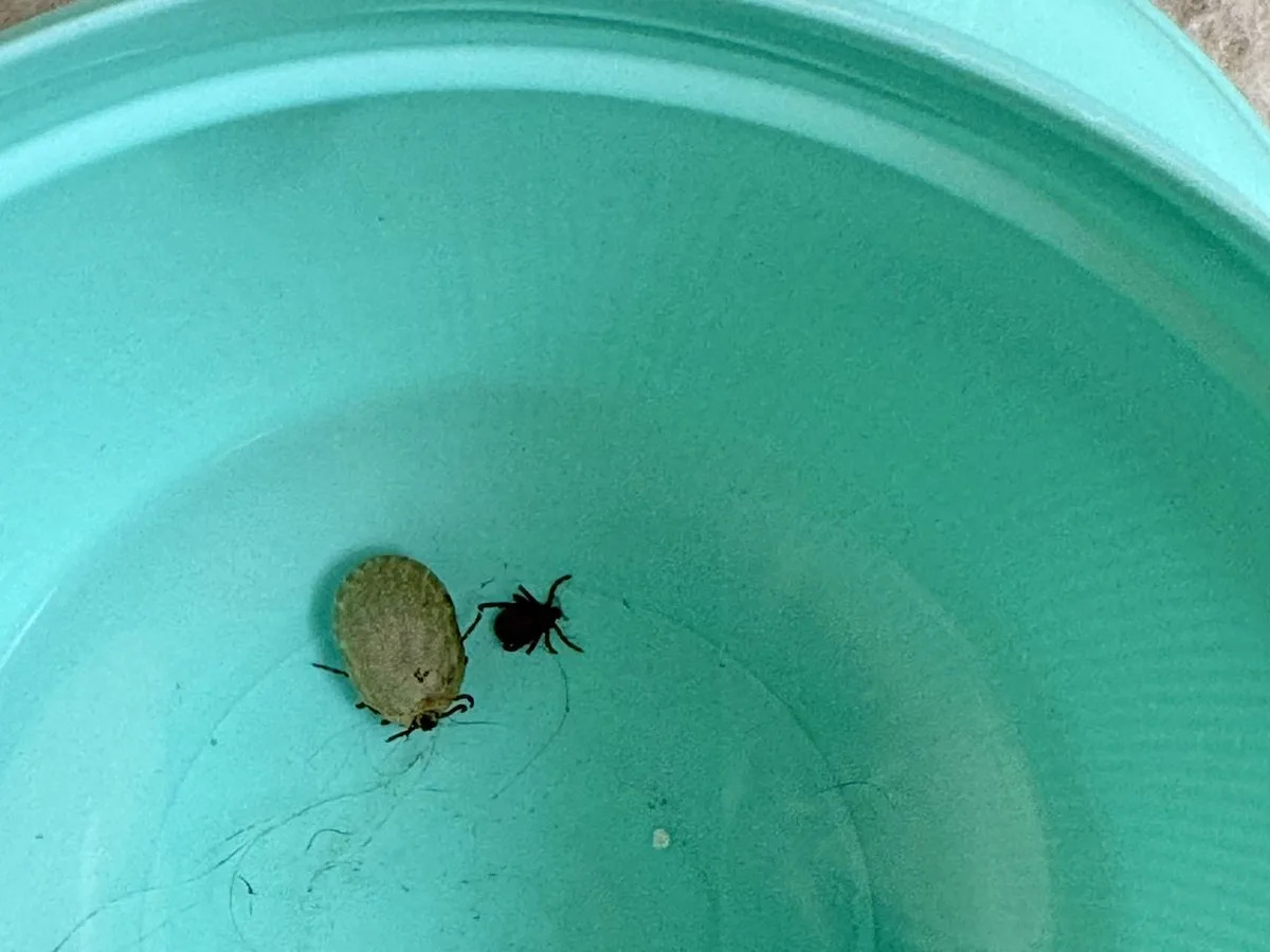 Urban tick woes, threat of Lyme disease creep further into Edmonton