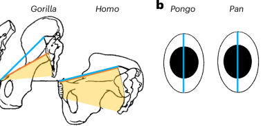 Comparative primate analysis shows that humans are not unique in having a tight cephalopelvic fit at birth