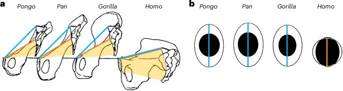 Comparative primate analysis shows that humans are not unique in having a tight cephalopelvic fit at birth