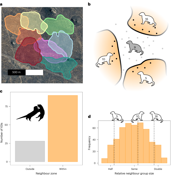 Dwarf mongooses pre-emptively alter their behaviour relative to the threat posed by different rival groups