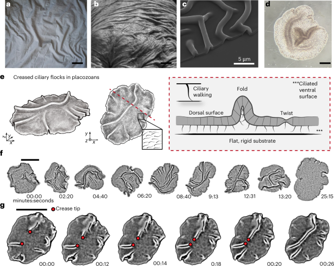 Creases as information bottlenecks in active elastic sheets