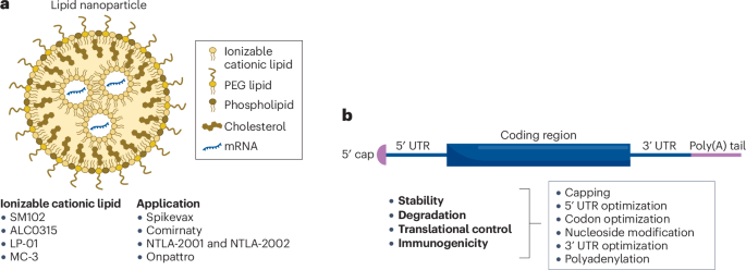Towards mRNA therapeutics 2.0 | Nature Reviews Drug Discovery