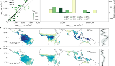 The size of tropical vegetation gross primary production