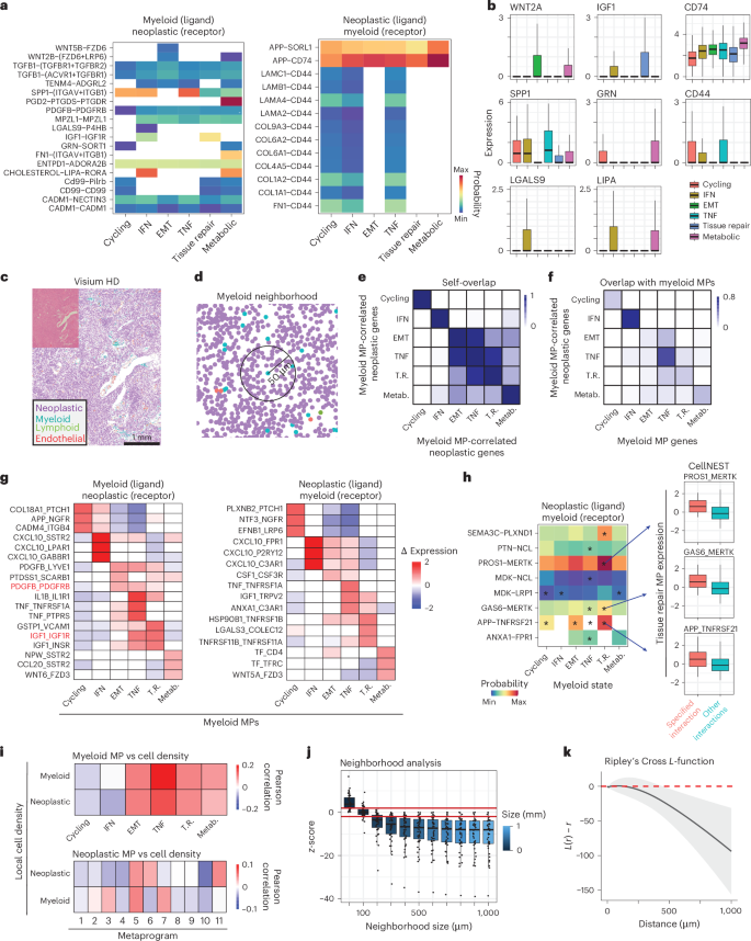 Fig. 4: Each myeloid cell state is associated with unique neoplastic–myeloid interactions and spatial dependencies.