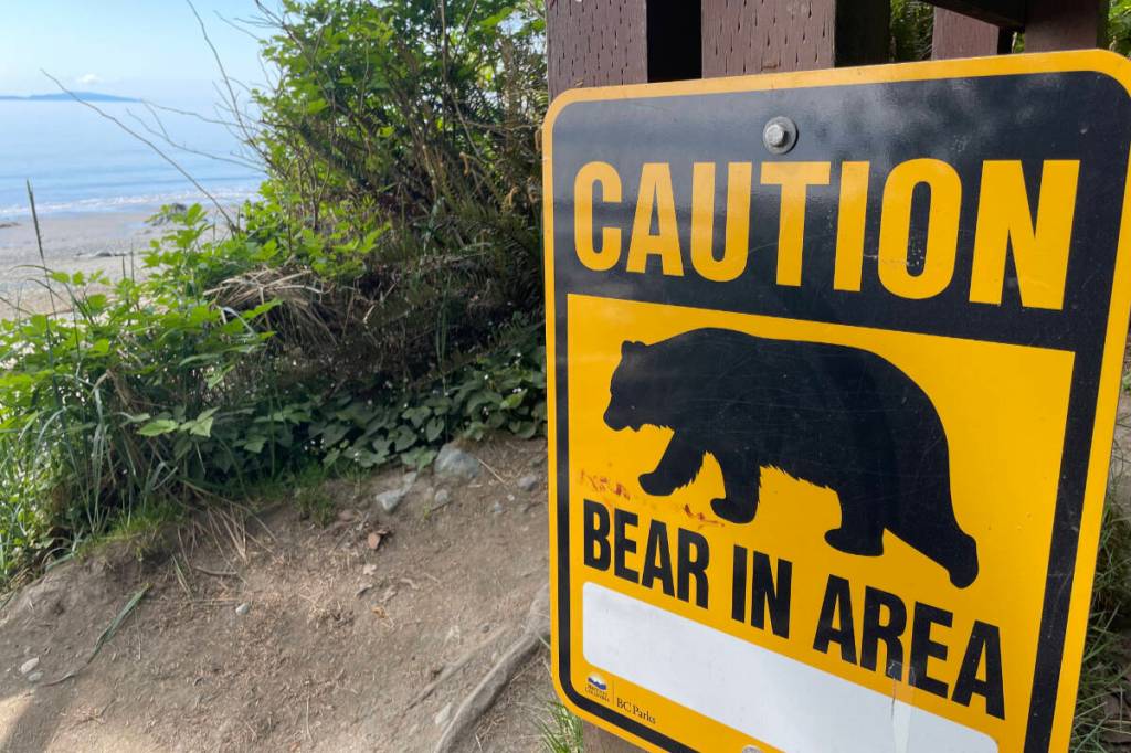 Three trails in a small area of Sea to Sea Regional Park are closed due to bear activity after consultation with the BC Conservation Officer Service. (Christine van Reeuwyk/Sooke News Mirror)