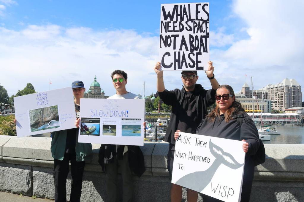 A small group of protesters gather in Victoria&rsquo;s Inner Harbour to protest the whale-watching industry June 6.(Ben Fenlon/Victoria News)