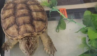 Snapping turtles are on the list of the Convention on International Trade in Endangered Species of Wild Fauna and Flora, &ldquo;which means their interprovincial and international trade is regulated in Canada.&rdquo; (@environmentca/ x.com)