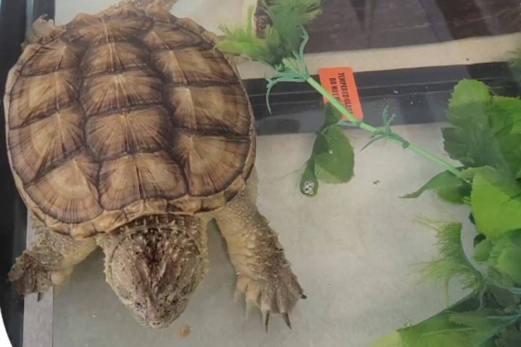Snapping turtles are on the list of the Convention on International Trade in Endangered Species of Wild Fauna and Flora, &ldquo;which means their interprovincial and international trade is regulated in Canada.&rdquo; (@environmentca/ x.com)