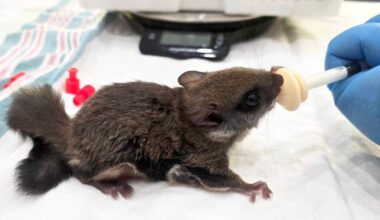 A baby flying squirrel is fed at MARS Wildlife Rescue. (Photo Dylan Doucet)