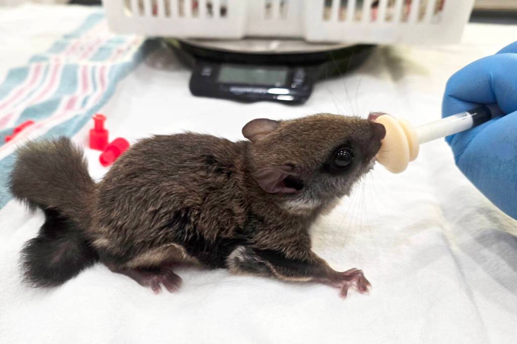 A baby flying squirrel is fed at MARS Wildlife Rescue. (Photo Dylan Doucet)