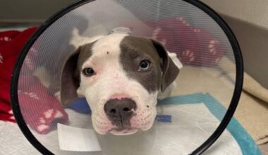 Puppy in the care of OHS being treated for parvovirus. (OHS)