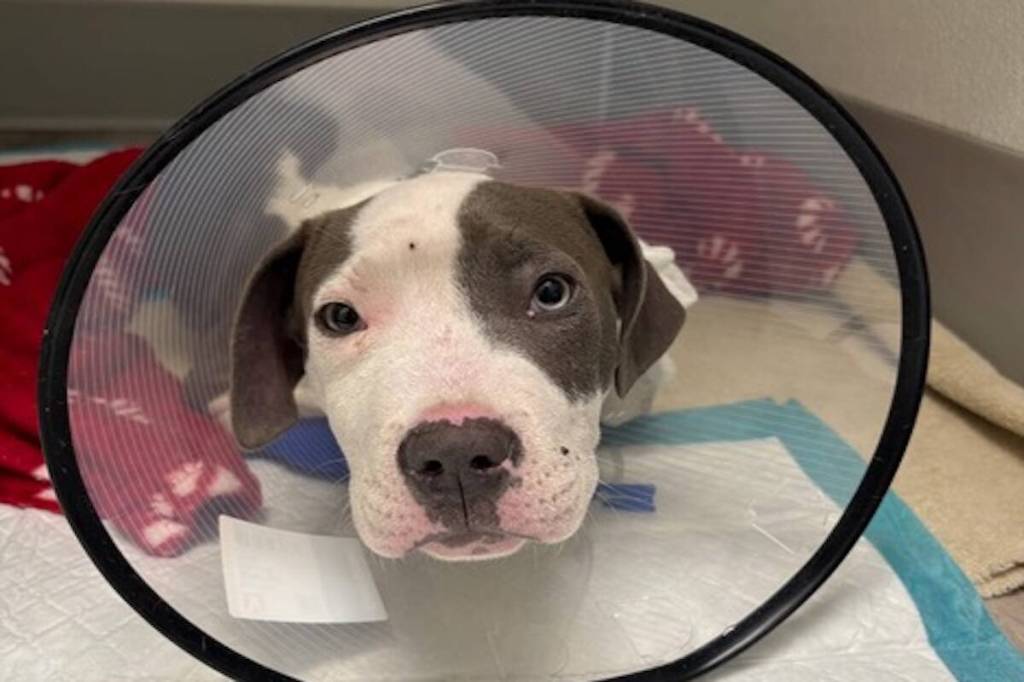 Puppy in the care of OHS being treated for parvovirus. (OHS)