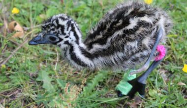 Cuatro may have been born with an extra two limbs, but the emu chick remains curious and determined to explore the world around him. (Jessica Durling/News Bulletin)