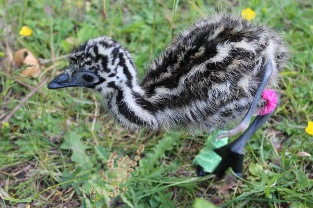Cuatro may have been born with an extra two limbs, but the emu chick remains curious and determined to explore the world around him. (Jessica Durling/News Bulletin)