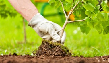 The BC Lions will be planting 20,000 trees with TELUS in the Okanagan this summer (File photo)