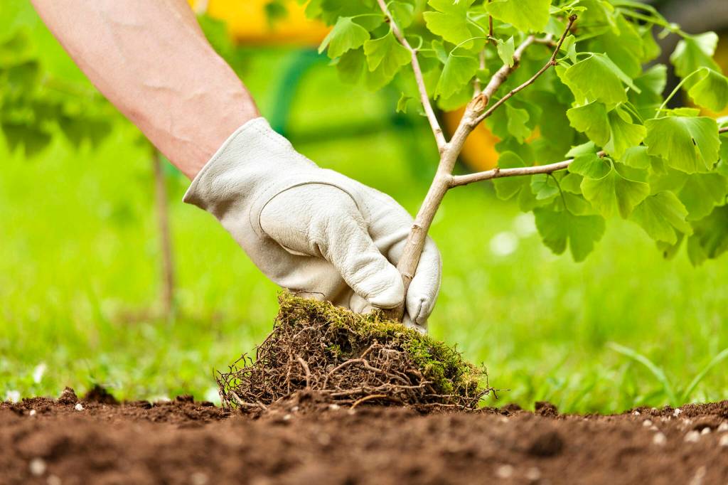 The BC Lions will be planting 20,000 trees with TELUS in the Okanagan this summer (File photo)