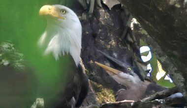 Chilliwack photographer Ian McAlpine captured images of young herons being raised by a bald eagle. (Ian McAlpine)